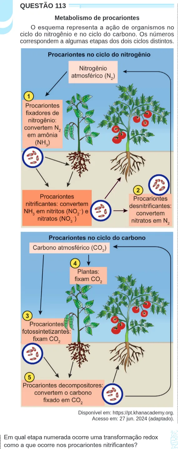 Imagem da questão 113 do ENEM 2024 (Ciências da Natureza)